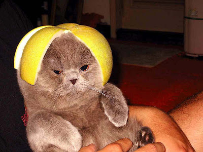 Cats Wearing Fruit Hats, cat wearing